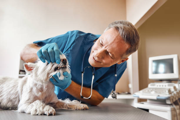 Best Mobile Emergency Dentist in Point Roberts, WA